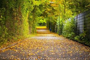 säsongsbetonade träd och vägar grön natur i parken foto