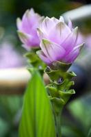 färgglada levande romantiska flora blommor och blad foto