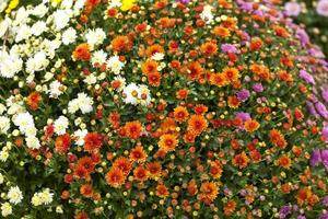 färgglada levande romantiska flora blommor och blad foto