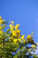 gula blommor i naturen foto