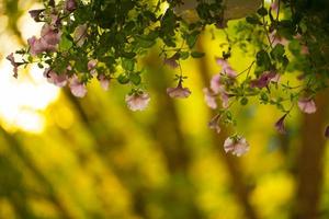 färgglada levande romantiska flora blommor och blad foto