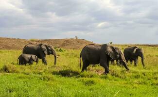 skön vild elefanter i de savann av afrika. foto