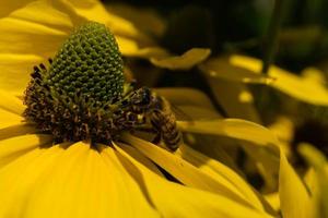 insekterna samlar pollen i trädgården foto