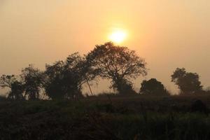vacker utsikt över soluppgången med träd silhuett tamil nadu i Indien foto