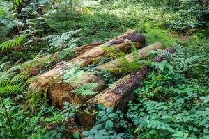 skön skog jord textur stänga upp. foto