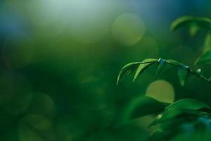 grönt blad friskhet foto