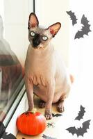 en skallig sphynx katt sitter på en fönsterkarm dekorerad för halloween foto