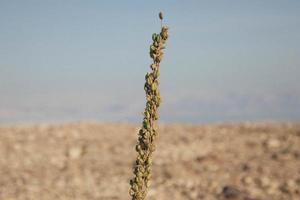 ökenvy av Judean Desert, Israel foto