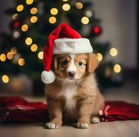 söt Lycklig jul hund i hatt foto