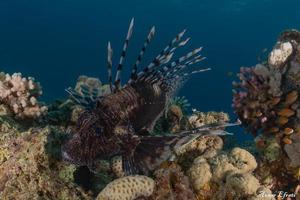 lionfish i Röda havet färgglada fiskar, eilat israel foto