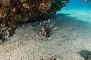 lionfish i Röda havet färgglada fiskar, eilat israel foto