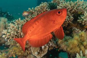 fiskar simmar i Röda havet, färgglada fiskar, Eilat Israel foto