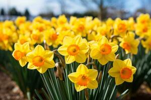 stor kupad påsklilja narciss förmögenhet ställer ut gyllene gul blommor graciöst foto