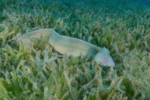 moray ål mooray lycodontis undulatus i Röda havet, eilat israel foto