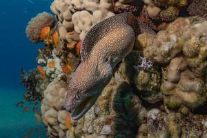 moray ål mooray lycodontis undulatus i Röda havet, eilat israel foto