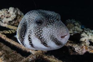 fiskar simmar i Röda havet, färgglada fiskar, Eilat Israel foto