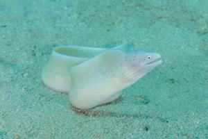 moray ål mooray lycodontis undulatus i Röda havet, eilat israel foto