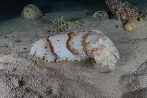 bläckfisk i Röda havet färgglada och vackra, Eilat Israel foto