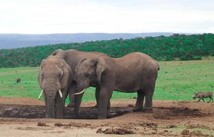 afrikanska elefanter i Sydafrika, elefanter i Sydafrika foto
