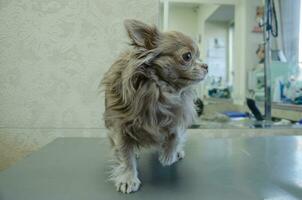 en små lurvig chihuahua hund på de frisörens tabell foto