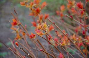 japansk spirea buske i vår, de löv på de rost Börja till växa. foto