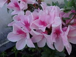 en stänga upp av några rosa blommor i de trädgård foto