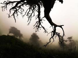 våren vid natursköna blue ridge parkway appalachians rökiga berg foto