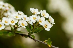 makro buske av små vit blommor på en gren foto