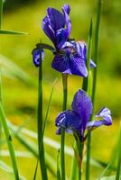 skön violett iris under de Sol ljus foto