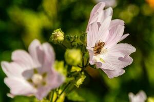 rosa fält färger med droppar och en spis samlar pollen foto