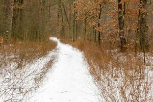 vinter- väg genom en skog täckt med snö foto