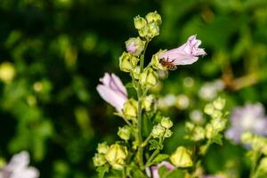 rosa fält färger med droppar och en spis samlar pollen foto