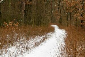 vinter- väg genom en skog täckt med snö foto