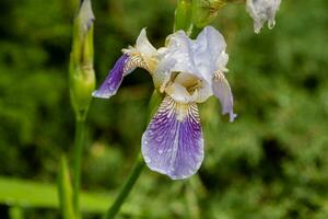 skön blommor iris med droppar av vatten efter en regn foto