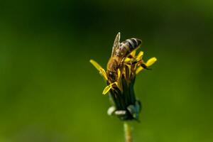 makro av gul maskrosor på som sitter en geting foto