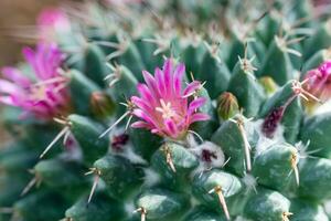 blommande kaktus med röd blommor foto