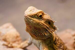 skön ödla skäggig Agama, Pogona vitticeps foto