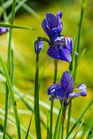 skön violett iris under de Sol ljus foto