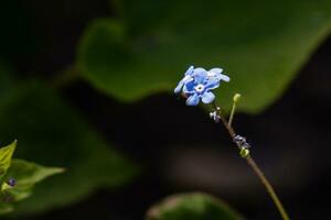 blomma glömma mig inte foto