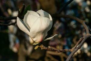 knopp av skön vår magnolia foto