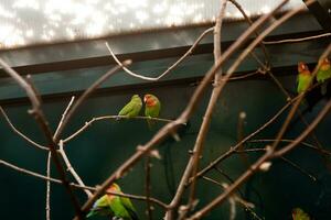 par i kärlek stänga vänner papegojor sitta på en närbild gren foto