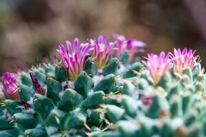 blommande kaktus med röd blommor foto