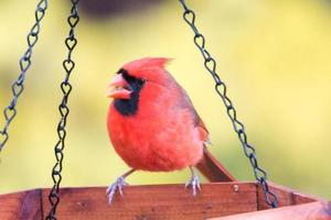 röd kardinal äta på mataren foto