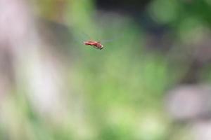 slända midair under flygning över dammen foto