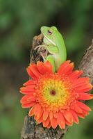 makro skede av groda och orange blomma foto