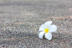 vit plumeria blomma på betong konsistens
