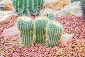 kaktus - parodia claviceps cactaceae foto