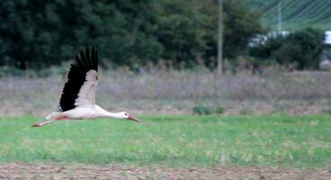 migrerande svart och vit stork foto