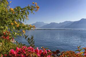 växter och blommor Nästa till Genève leman sjö på montreux, switze foto