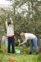 far och dotter samlar äpplen i de fruktträdgård foto
